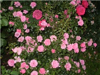 1fa9d82e-Picture 6267.jpg